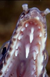 What A nice set of teeth you have, eel, dominica. by Allen Ayling 